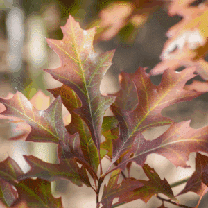 QUERCUS texana 'New Madrid'