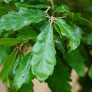 QUERCUS x turneri 'Pseudoturneri'