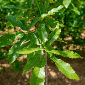 QUERCUS variabilis