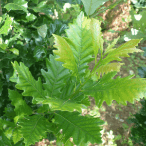 QUERCUS x warei REGAL PRINCE® 'Long'