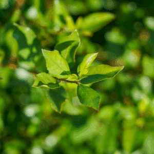 RHAMNUS alaternus