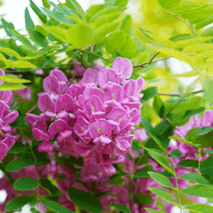 ROBINIA x margaretta CASQUE ROUGE® 'Pink Cascade'