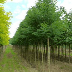 ROBINIA pseudoacacia 'Bessoniana'