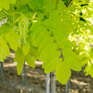 ROBINIA pseudoacacia 'Frisia'