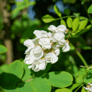 ROBINIA pseudoacacia 'Pyramidalis'