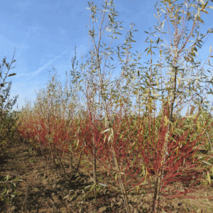 SALIX alba 'Chermesina'