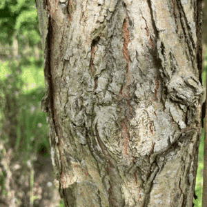 SALIX alba 'Liempde'