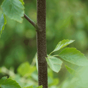 SALIX aurita