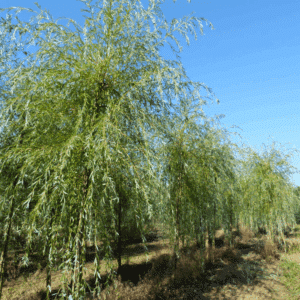 SALIX x sepulcralis 'Chrysocoma'