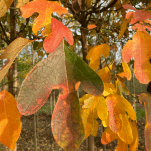 SASSAFRAS albidum