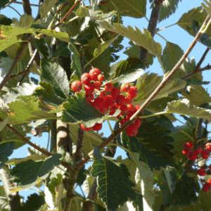 SORBUS aria 'Majestica'