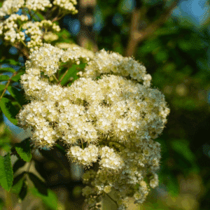 SORBUS aucuparia