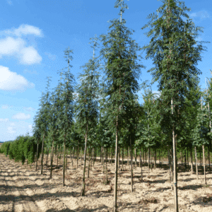 SORBUS aucuparia 'Edulis'