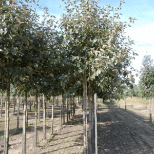 SORBUS intermedia 'Brouwers'