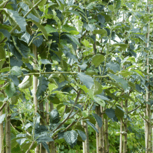 SORBUS latifolia 'Henk Vink'