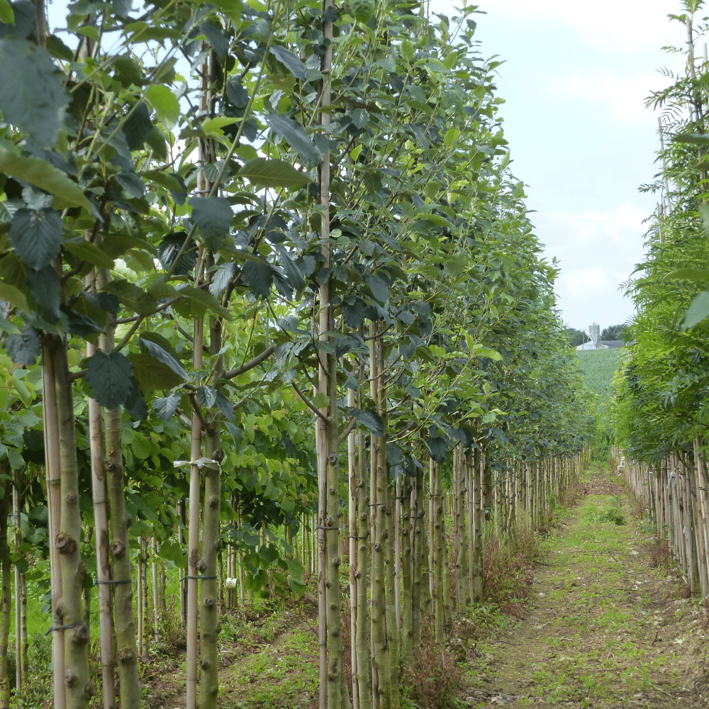 SORBUS latifolia 'Henk Vink' – Image 2