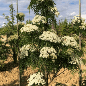 SORBUS torminalis