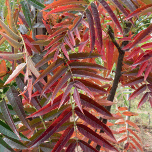 SORBUS ulleungensis 'Dodong'