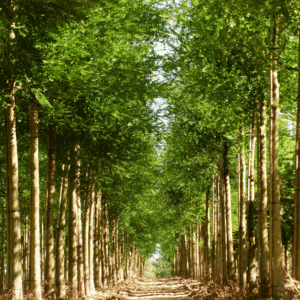 STYPHNOLOBIUM japonicum