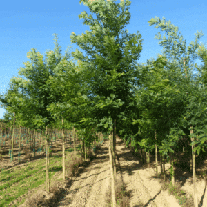 STYPHNOLOBIUM japonicum 'Fastigiata'