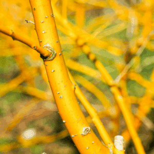 STYPHNOLOBIUM japonicum 'Gold Standard'