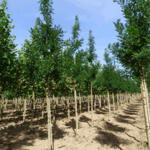 STYPHNOLOBIUM japonicum 'Korolkowi'