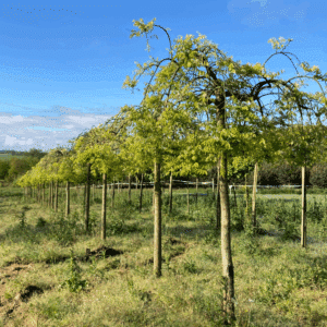 STYPHNOLOBIUM japonicum 'Pendula'