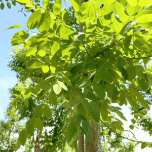 STYPHNOLOBIUM japonicum 'Regent'