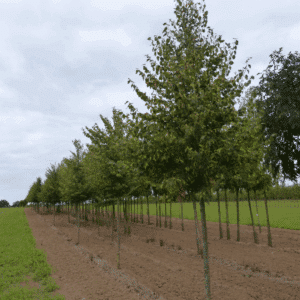 TILIA cordata 'Böhlje'