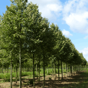 TILIA cordata 'Dombrie'