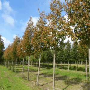 TILIA cordata 'Greenspire'