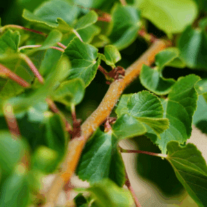 TILIA cordata 'Winter Orange'
