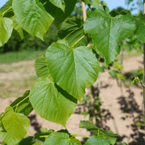 TILIA x flavescens 'Glenleven'
