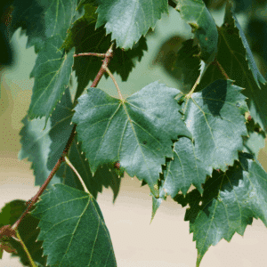 TILIA mongolica