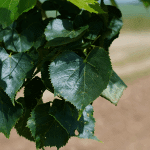 TILIA mongolica 'Buda'