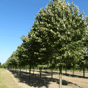 TILIA tomentosa