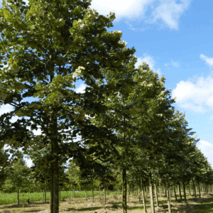 TILIA tomentosa 'Brabant'