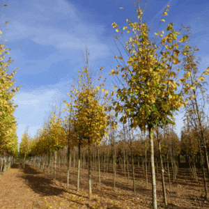 ULMUS 'Dodoens'