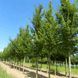 ULMUS LUTECE® 'Nanguen'