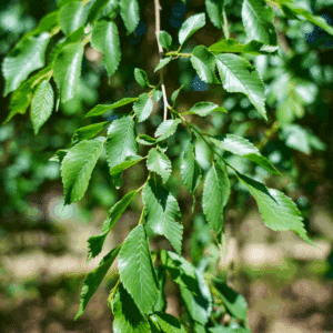 ULMUS minor