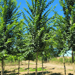 ULMUS minor VADA® 'Wanoux'