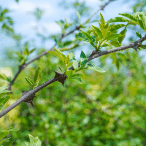 ZANTHOXYLUM americanum