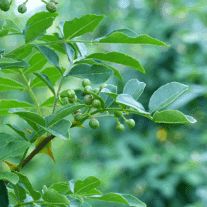 ZANTHOXYLUM simulans