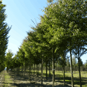 ZELKOVA serrata GREEN VASE® 'Flekova'