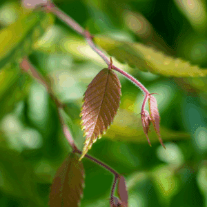 ZELKOVA serrata 'Urban ruby'